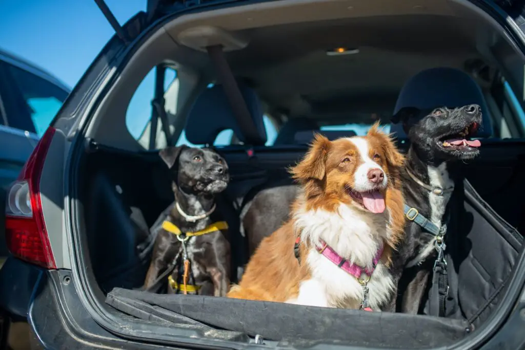 Dogs in the back of a car