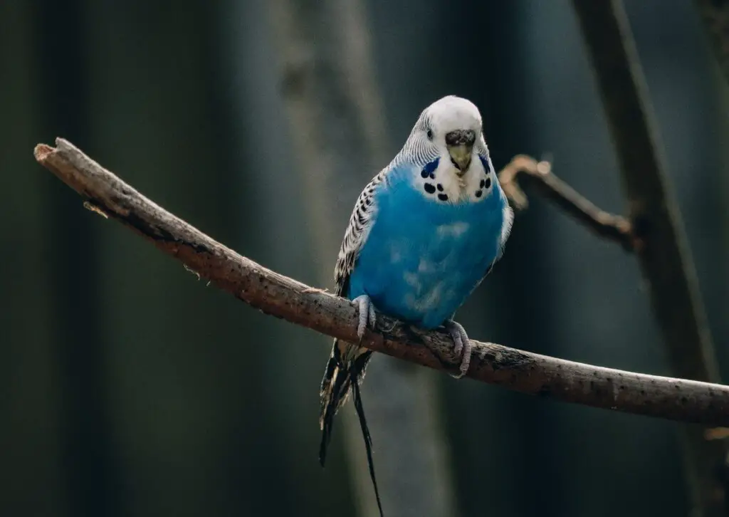 blue budgie on a branch