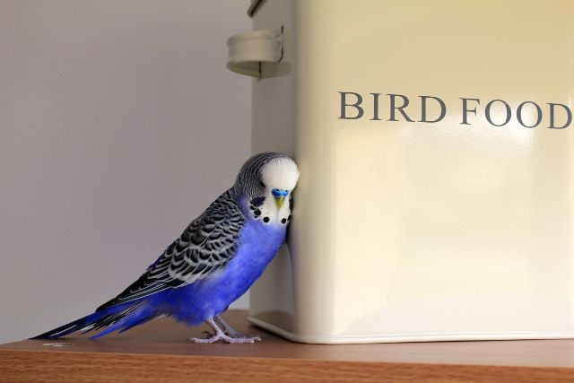 budgie-blue-budgerigar-food