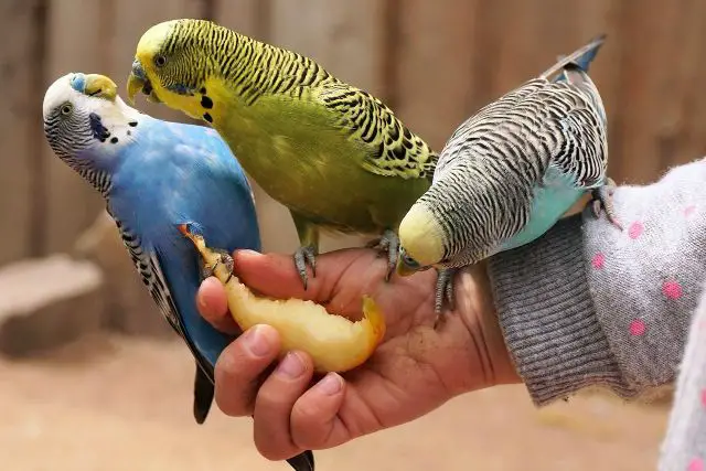 budgies eating a melon from hand