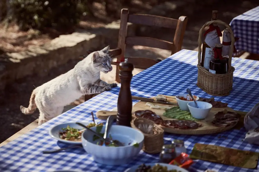 cat-at-the-dinner-table