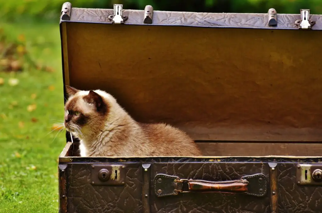 cat in box