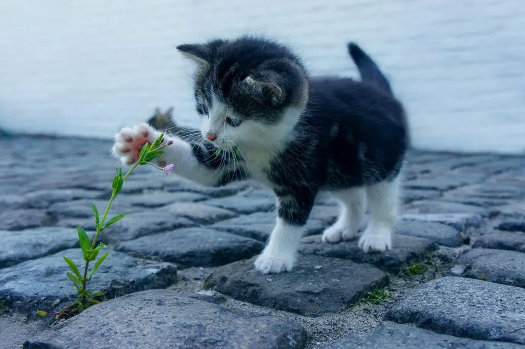 cat-kitten-flower