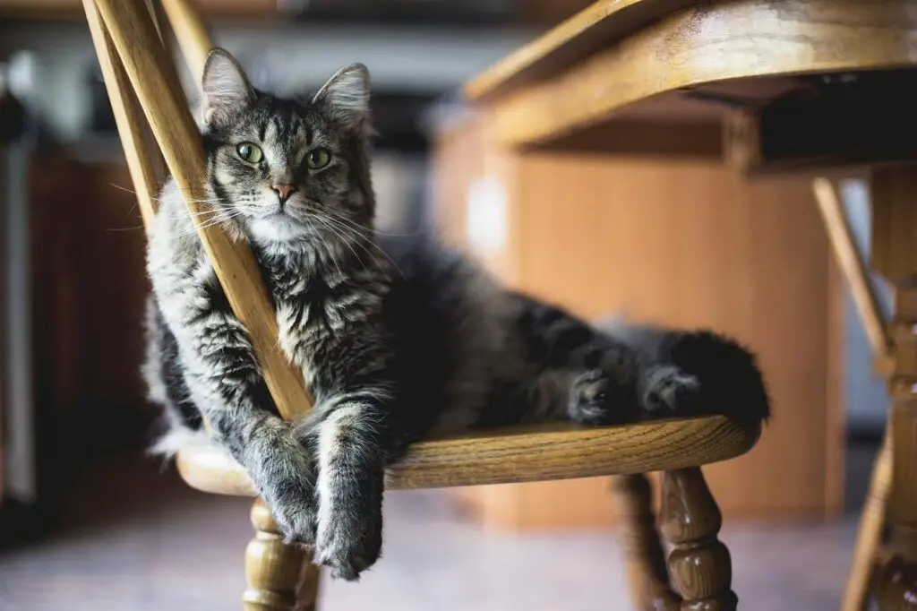 cat-on-a-chair