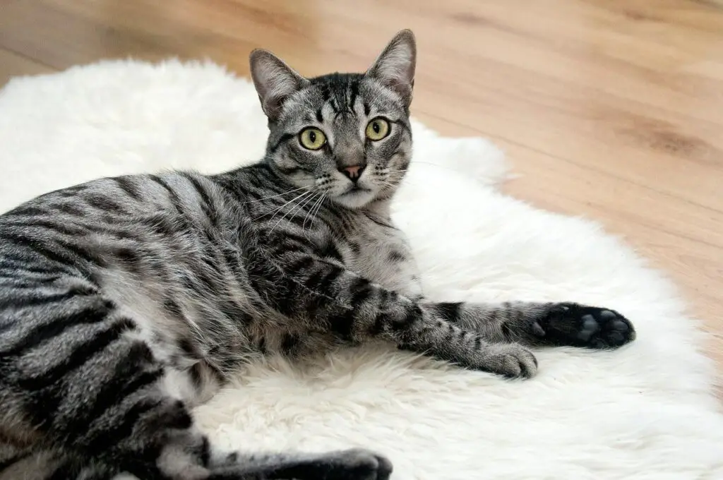 cat-on-carpet