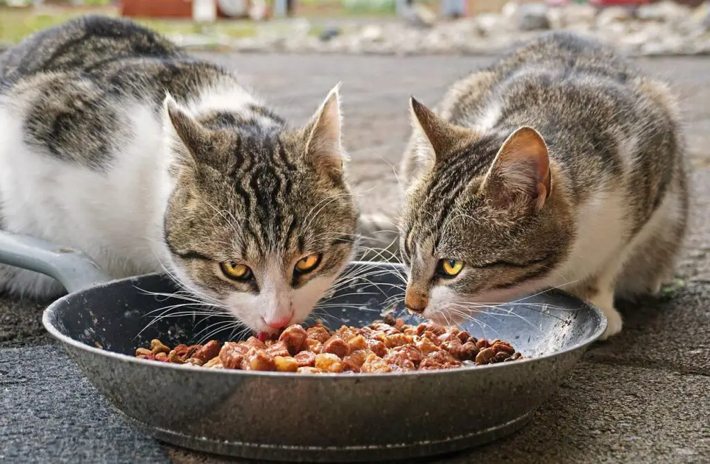 cats-eating-catfood