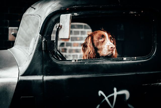 dog-looking-out-of-window-classic-car