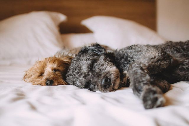 dogs-sleeping-on-bed