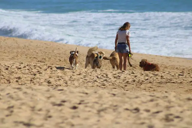 dogs-on-the-beach-with-woman