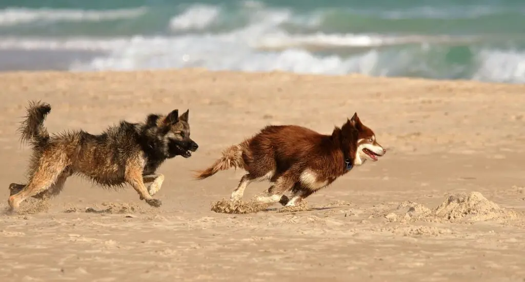 dogs running on the beach