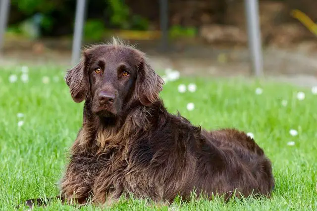 german-longhaired-pointer-dog