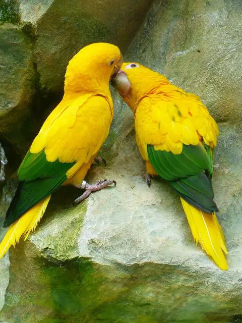 golden-parakeets-kiss-love-in-love