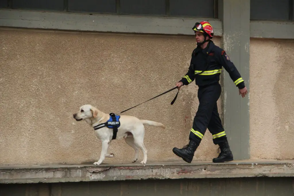 a firefighter walking a dog