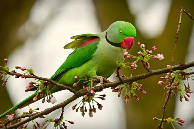 rose-ringed-parakeet