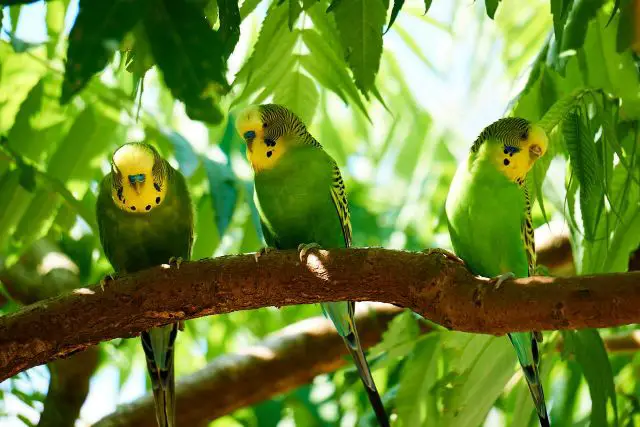 three-budgies-on-a-branch