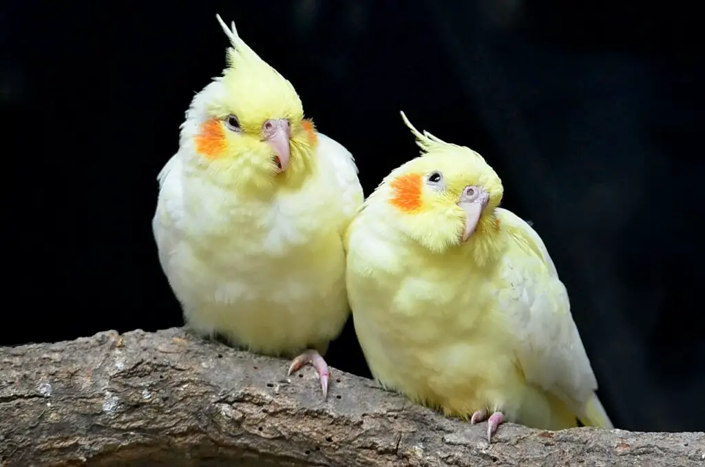 two cockatiel sitting on a branch