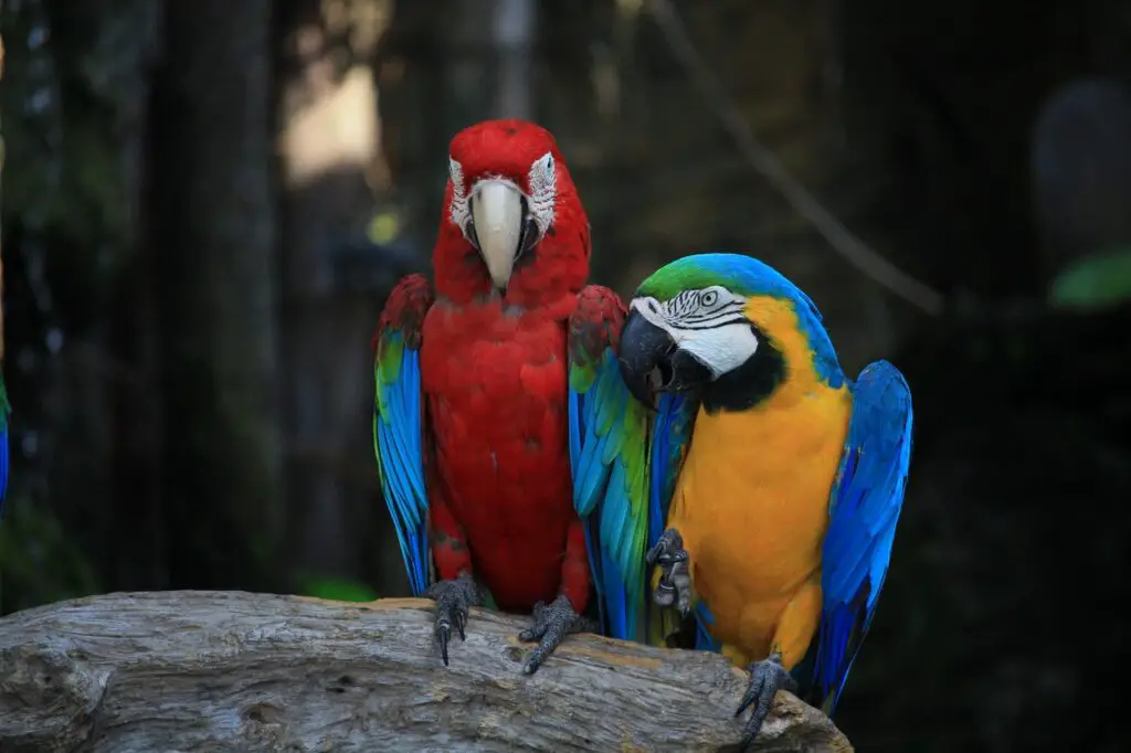 two perched macaw birds