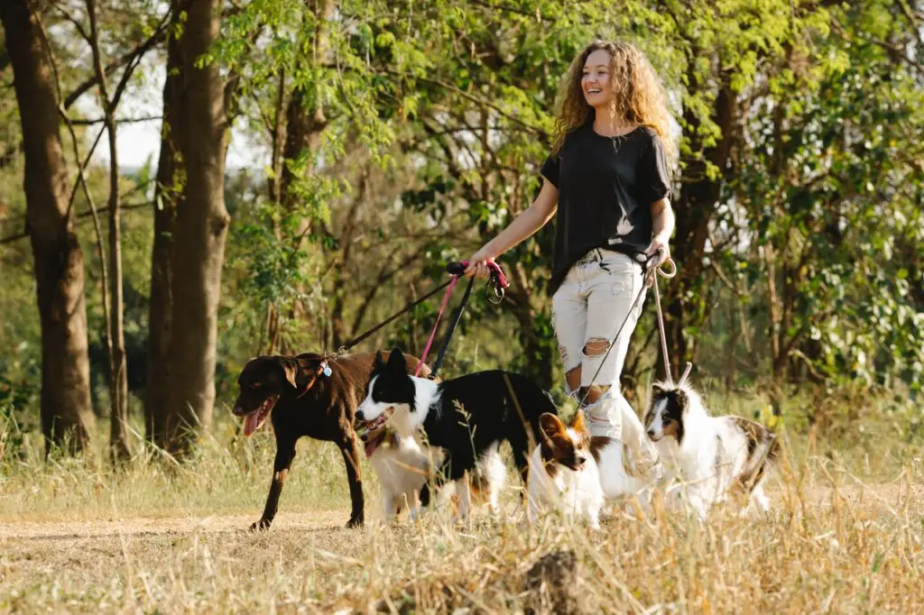 a-young-woman-walking-a-group-of-dogs-in-a-park