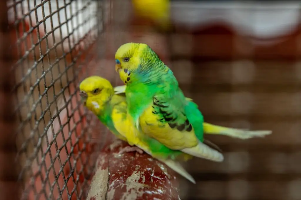 two yellow green budgies