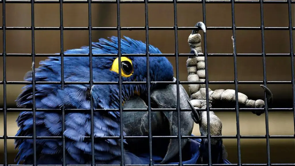 caged blue parrot