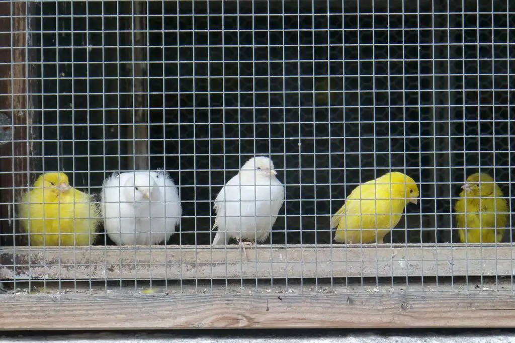 caged canaries