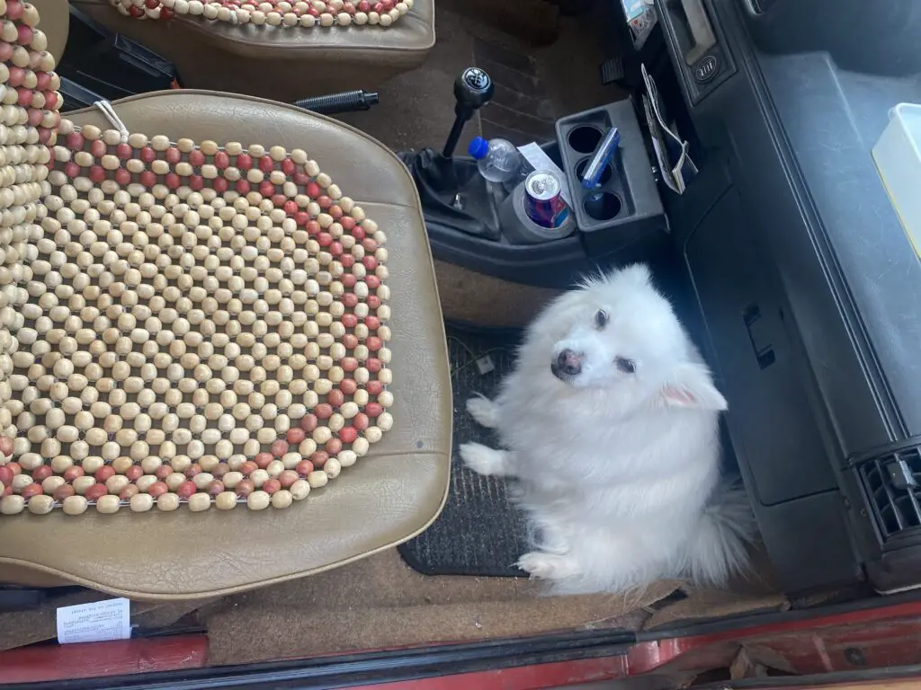 Dog sitting in a car